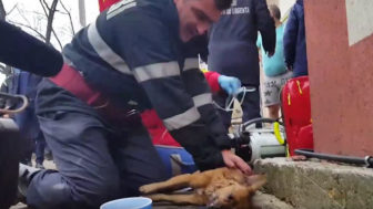Firefighter saves dog gives cpr romania 1.jpg