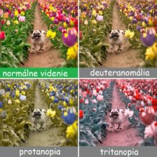 Different types color blindness photos 41 1.jpg
