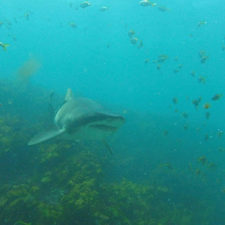 Diver cuddles shark rick anderson australia 7.jpg