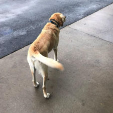 Man finds dog id tag dew adventures 2 1.jpg