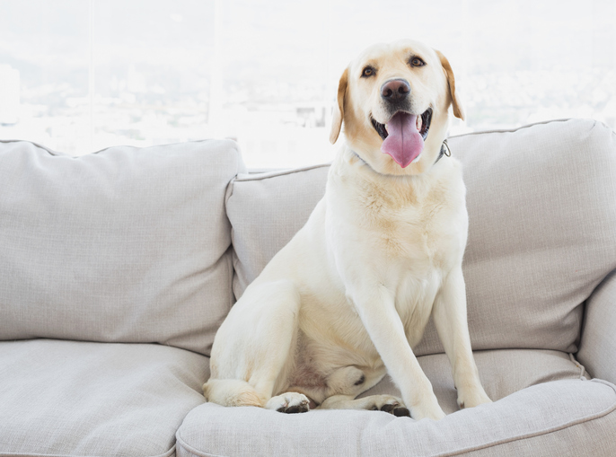 http://www.thinkstockphotos.com/search/#dog in the house/s=DynamicRank/f=CTPIHVX