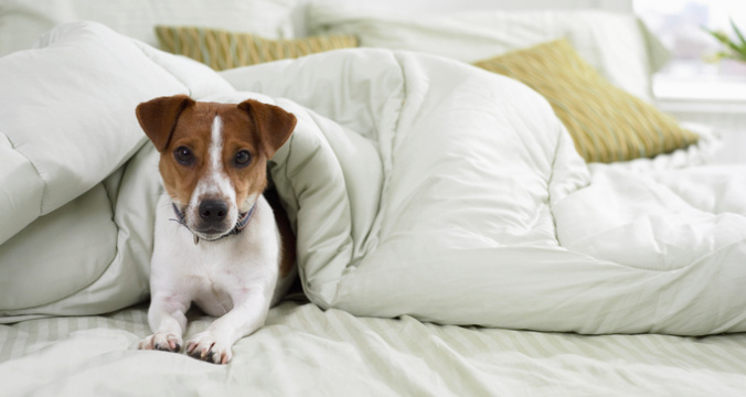Jack Russell Lying Under a Duvet on a Bed