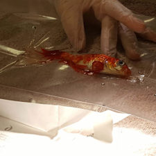 20 year old goldfish tumour surgery 1.jpg