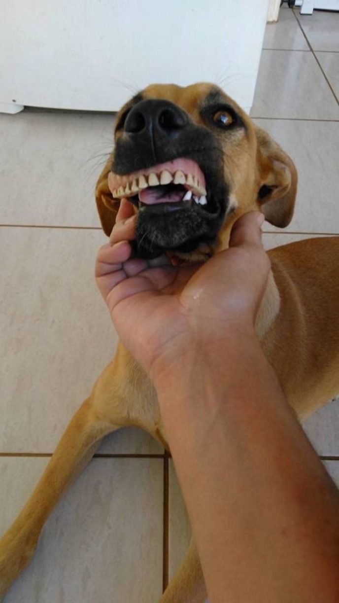Dog finds fake teeth pandora 4 58b3f7785337d__700