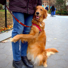 Dog gives hugs louboutina retriever new york 18.jpg