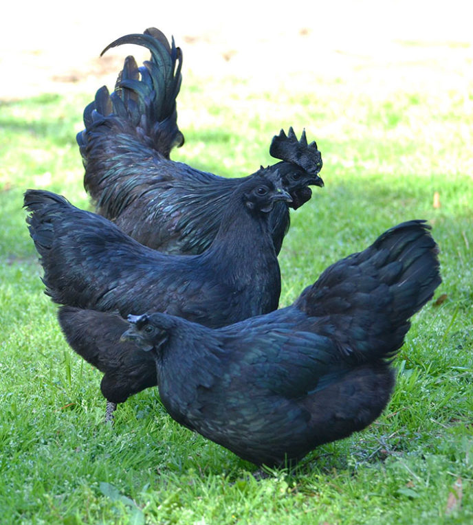 Goth black chicken ayam cemani 14.jpg