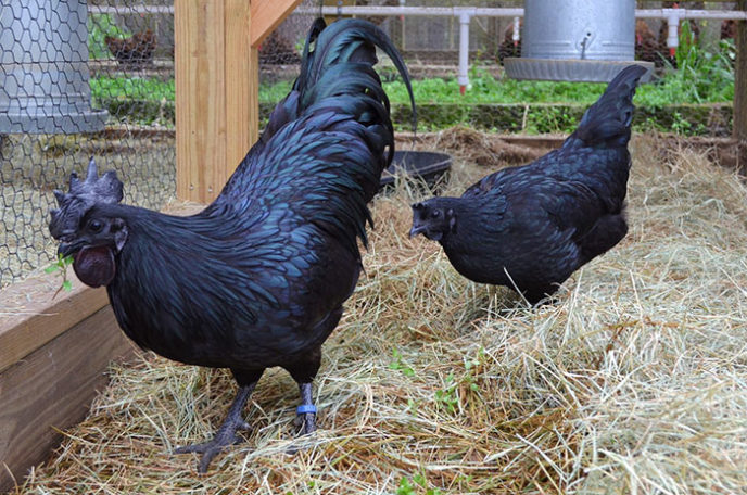 Goth black chicken ayam cemani 15.jpg