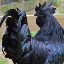 Goth black chicken ayam cemani 16.jpg