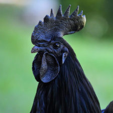 Goth black chicken ayam cemani 20.jpg