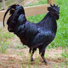 Goth black chicken ayam cemani 21.jpg