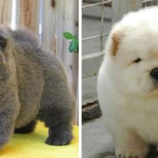 718255 chubby puppies bear cub look alikes 4__605 605 19d1e6eb54 1476693988.jpg