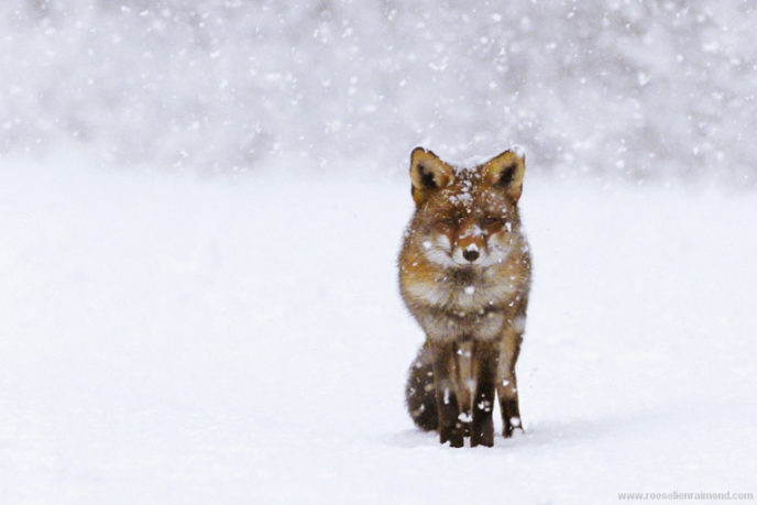 Red_fox_snow1