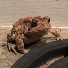 Toad tinny hat 1.jpg