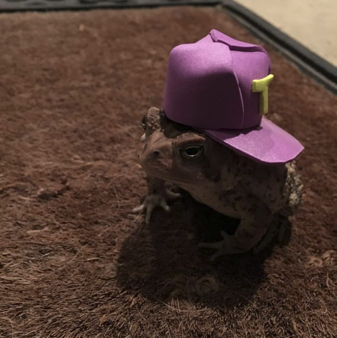 Toad tinny hat 8.jpg
