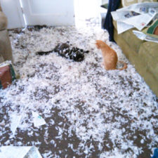 Share the mess your pets made when you left them alone 100 58e63924d9e51__700.jpg