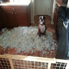 Share the mess your pets made when you left them alone 101 58e63c0f94cec__700.jpg