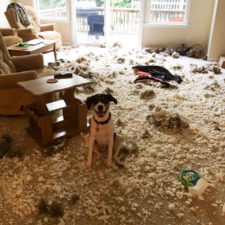 Share the mess your pets made when you left them alone 143 58ef294a66215__700.jpg