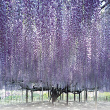 Tochigi wisteria festival japan 58e5eb5ecdd48__880.jpg
