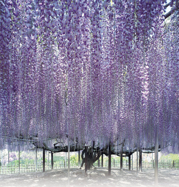 Tochigi wisteria festival japan 58e5eb5ecdd48__880.jpg
