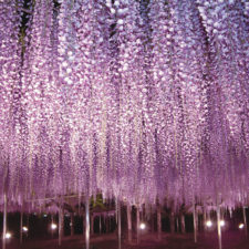 Tochigi wisteria festival japan 58e5eb611c219__880.jpg