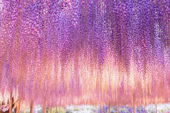 Tochigi wisteria festival japan 58e5f6fcad7e6__880.jpg