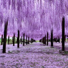 Tochigi wisteria festival japan 58e603bea0512__880.jpg