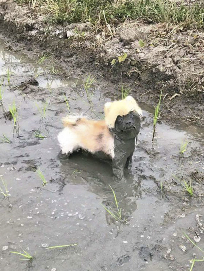 Dirty dogs playing in mud 1 5914295946069__700.jpg