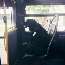 Dog rides bus seattle eclipse 5948e1cee5c6f__700.jpg
