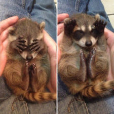 Adorable cute raccoons 1 5956481087f38 png__700.jpg