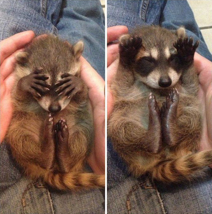 Adorable cute raccoons 1 5956481087f38 png__700.jpg
