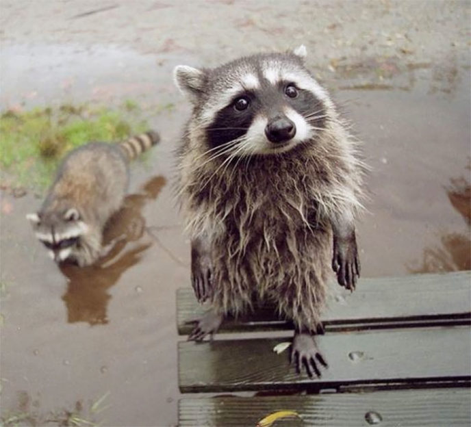 Adorable cute raccoons 68 595642de22445__700.jpg