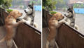 Dog escapes yard hugs best friend messy audi thailand 2 5967222e1d2c8__700.jpg