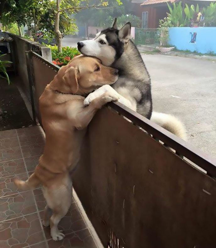 Dog escapes yard hugs best friend messy audi thailand 3 596722309ade0__700.jpg