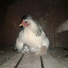 Hens adopt animals 5979afecd07a2__700.jpg