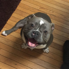 Internet helps shelter dog find home mack frank tank 6 599427052bbdb__700.jpg