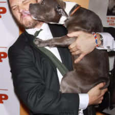 Love for dogs tom hardy 9 59bf7380a1963__700.jpg