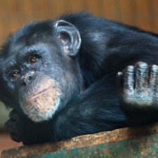 Zviera simpanz pixabay.jpg