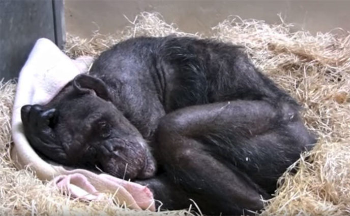 59 year old sick chimpanzee recognize friend jan van hooff 1.jpg