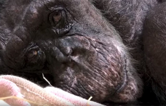 59 year old sick chimpanzee recognize friend jan van hooff 2.jpg