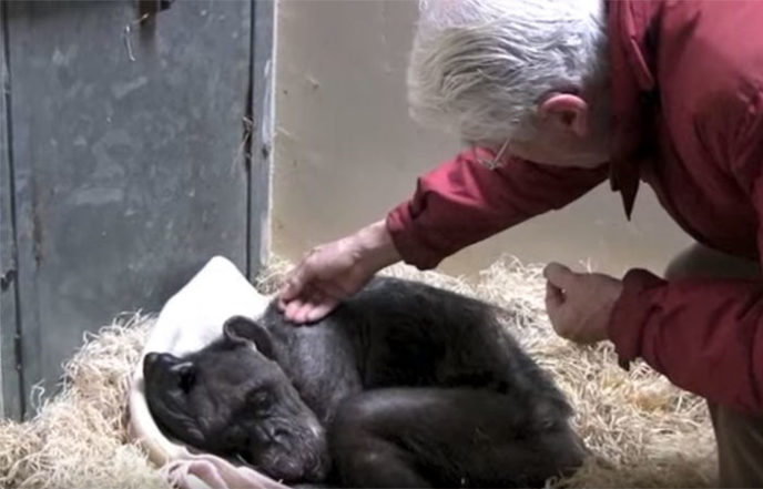59 year old sick chimpanzee recognize friend jan van hooff 3.jpg