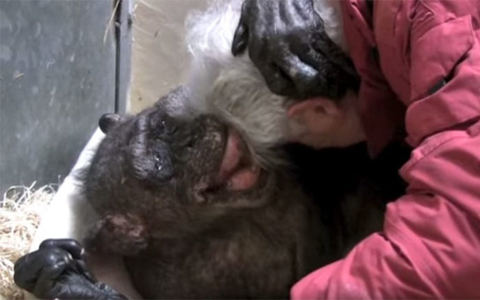 59 year old sick chimpanzee recognize friend jan van hooff 7.jpg
