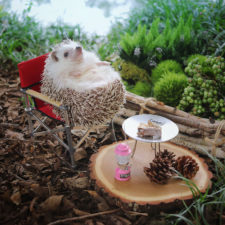 Cute hedgehog azuki 3 59e5aa21c8962__700.jpg