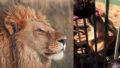 Https://pixabay.com/sk/lion ve%C4%BEk%C3%A1 ma%C4%8Dka dravec safari 515028/