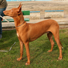 Faraonsky pes wikipedia.jpg