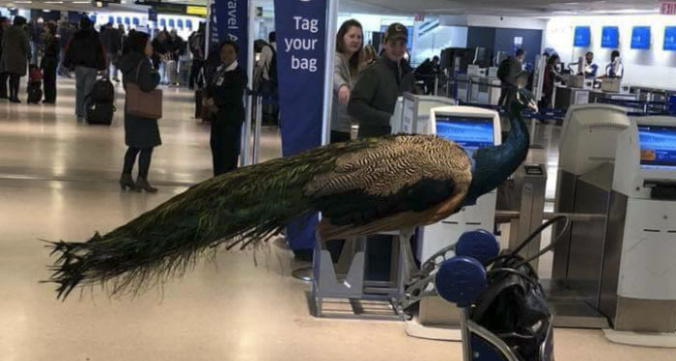 Airport denied flight peacock dexter 15 5a7170abb7a8e__700.jpg