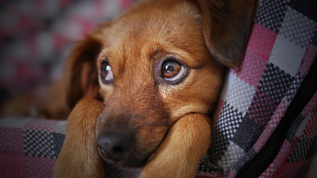 Pes zvieratko pixabay 11.jpg