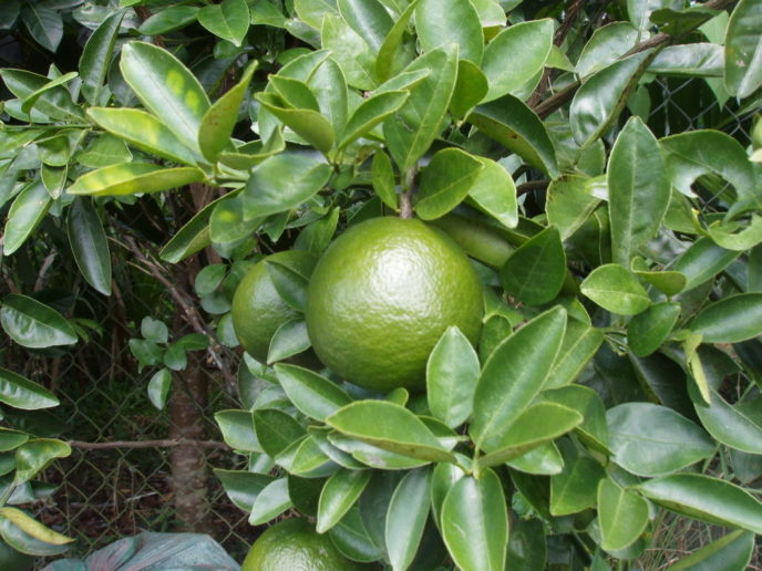 Zelený pomaranč