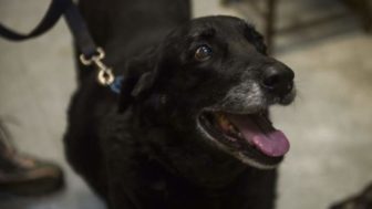 Believing he was dead family gets back missing dog 10 years ago 5a79fe7fc3950__880.jpg