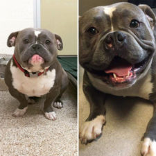 Happy dogs before after adoption 1 5a950adac7bf0__880.jpg