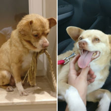 Happy dogs before after adoption 27 5a95366047502__880.jpg